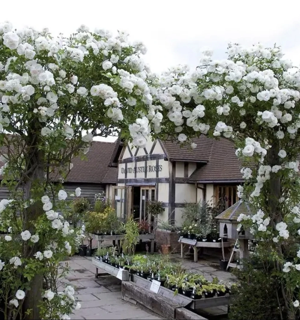 藤冰山白色浓香多季循环开爬藤月季花