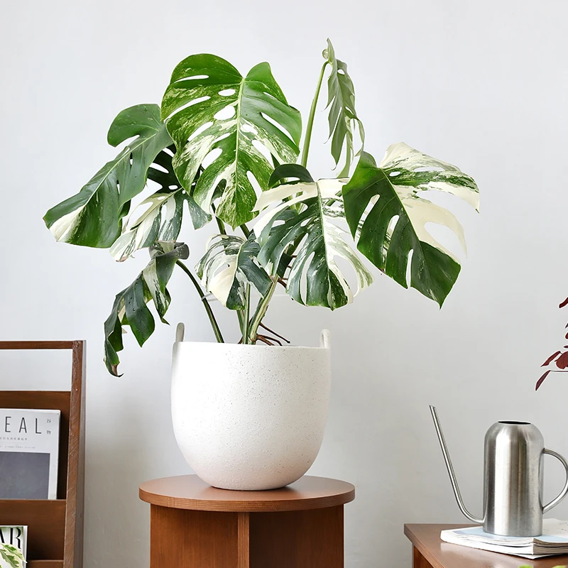 北欧设计白色陶瓷花盆陶盆粗陶水培套盆龟背竹落地大号客厅树盆