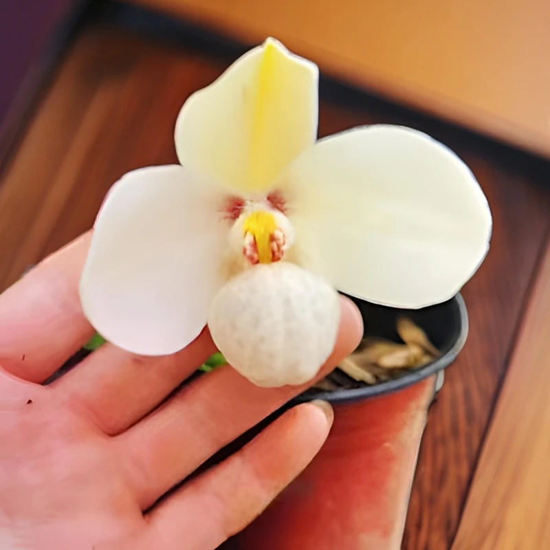 白花兜不带花苞一苗