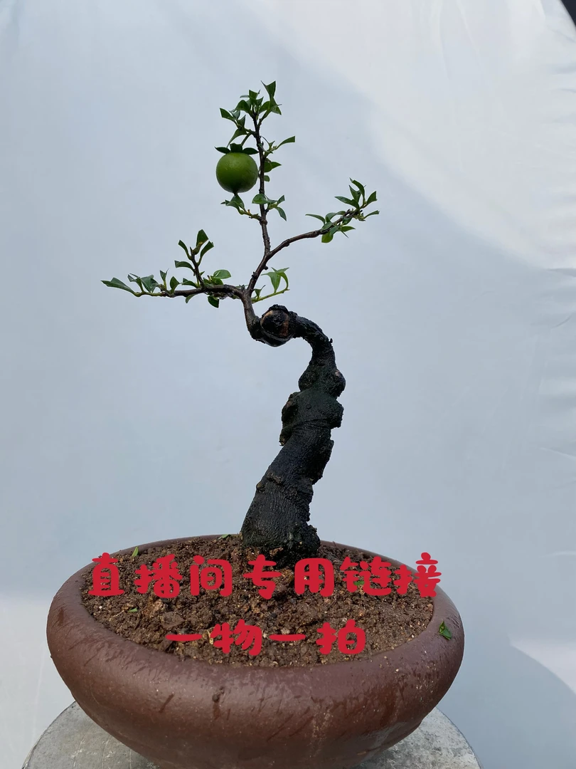 金弹子盆景 直播间一物一拍专用链接