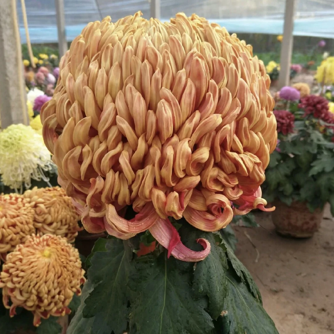 （独头橙国华）多年生植物室内室外种植