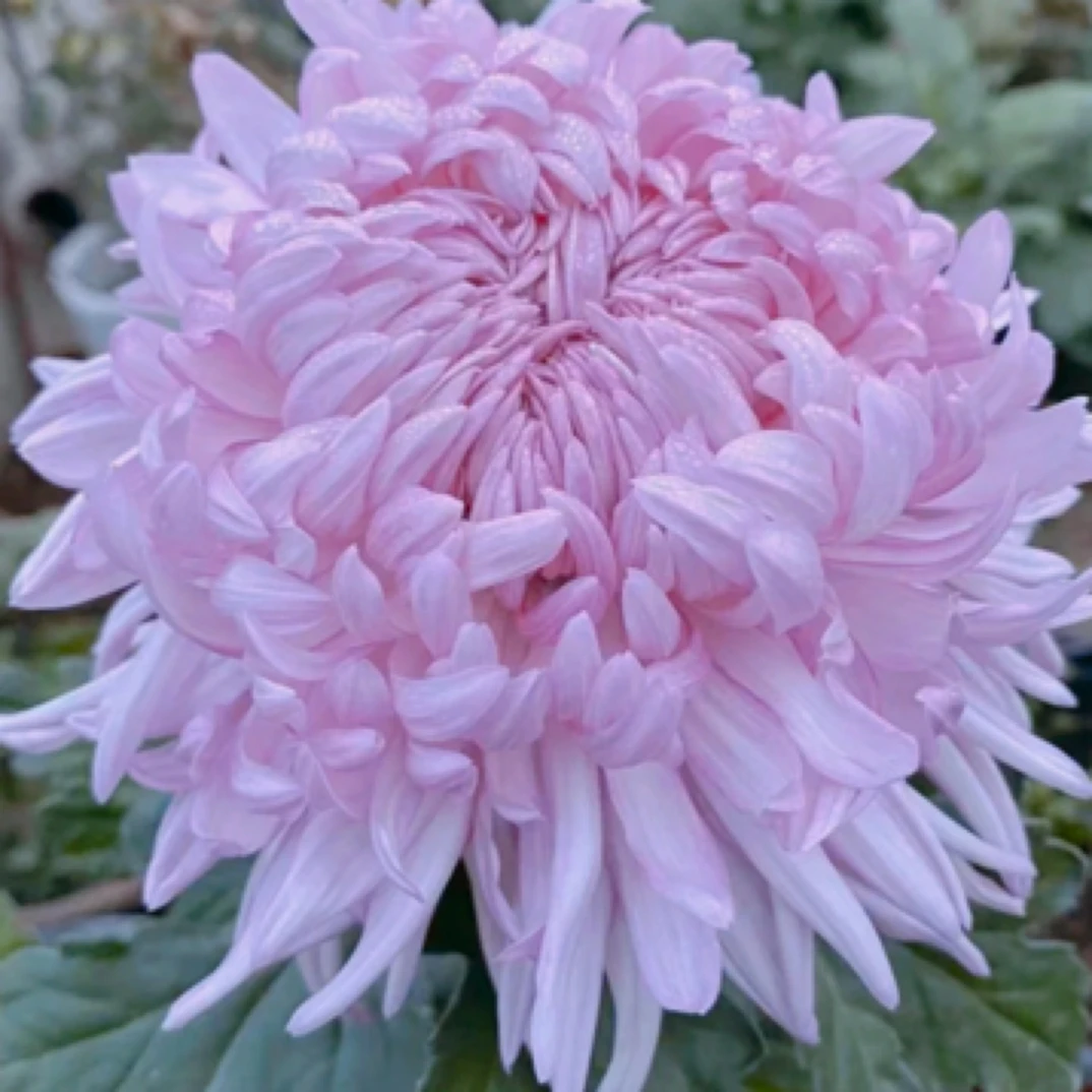 【仙露蟠桃】菊花盆栽大花带花苞发货新手好养活室内外耐寒花卉绿植