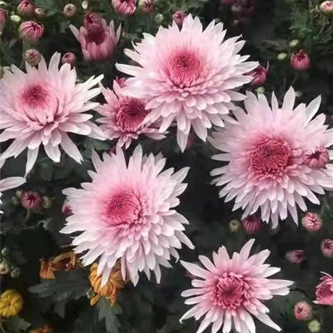 【荷塘月色】菊花盆栽多年生耐寒好养绿植花卉带花苞发货