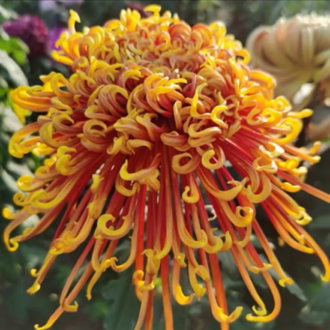 【凤凰振羽】菊花盆栽带花苞花期好养耐寒植物