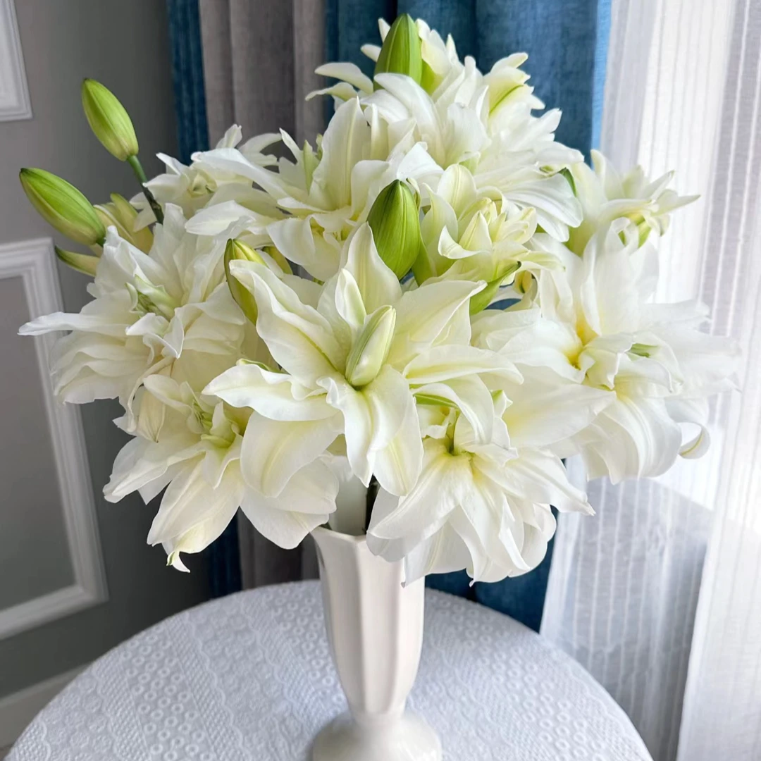 【MUMU】泽塔 清新淡雅重瓣香水百合 高品质优选带香味水养鲜切花