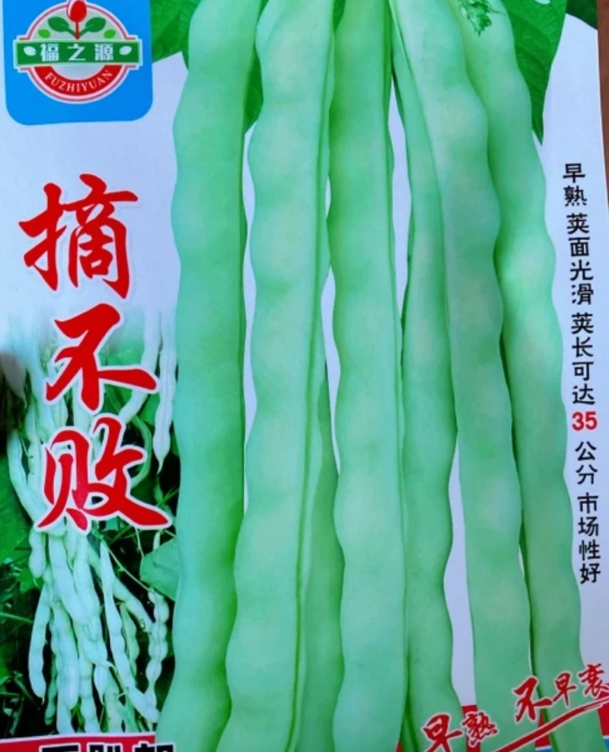 摘不败压趴架白豆角籽（种籽）