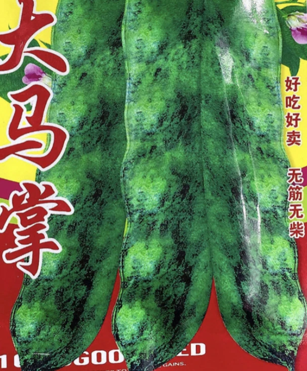 老品种大马掌50克