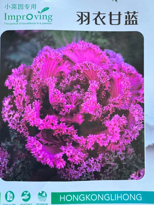 小菜园专用羽衣甘蓝