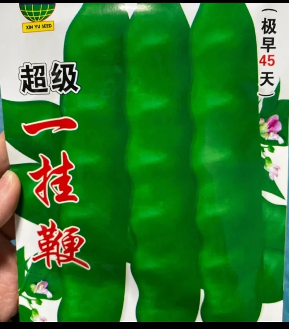 早熟45天一挂鞭豆角籽