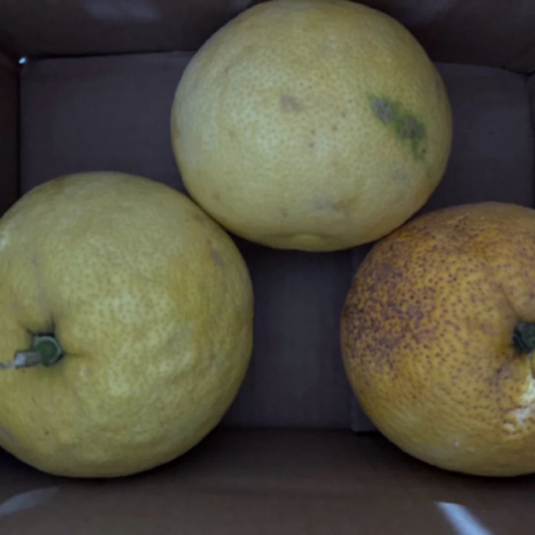 湖北农家  弧柚子5个装包邮