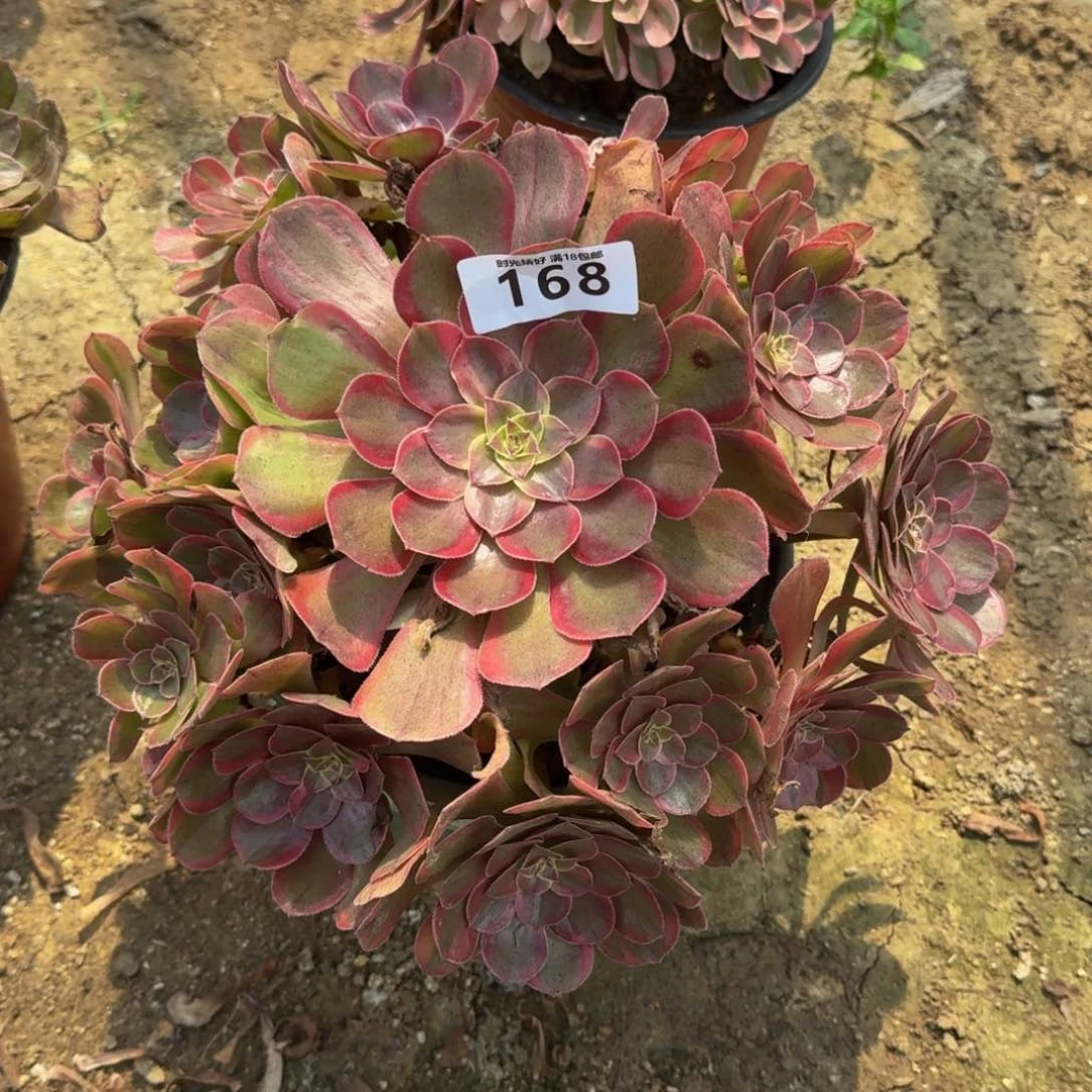 168万圣节锦。多肉植物