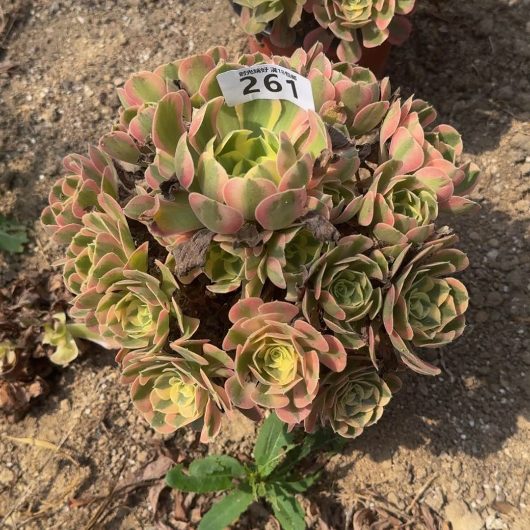 261妖月 多肉植物