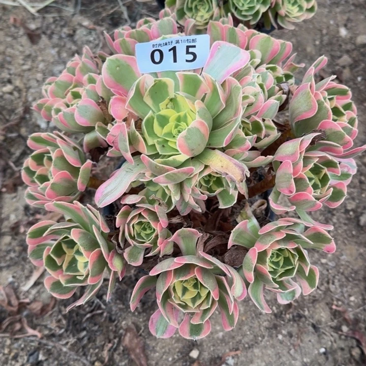 平*心015妖月 多肉植物