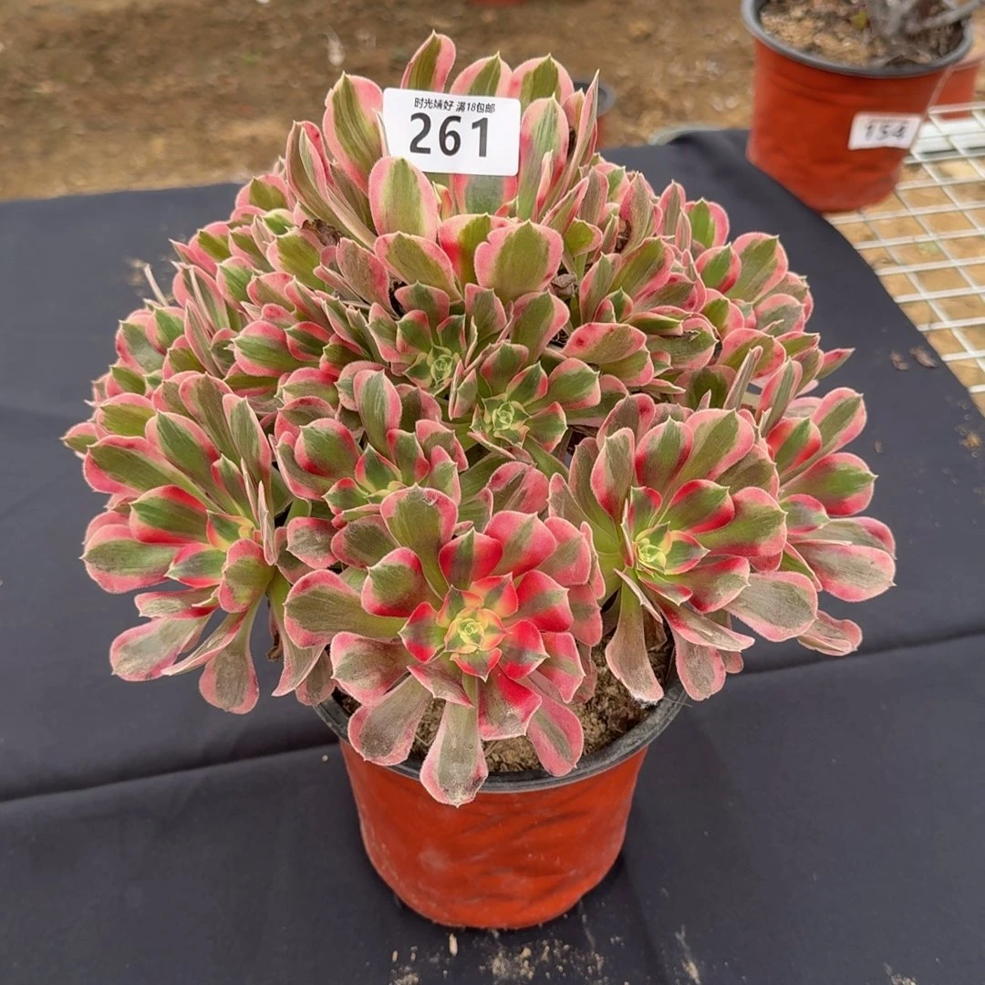街*261妖月,多肉植物。