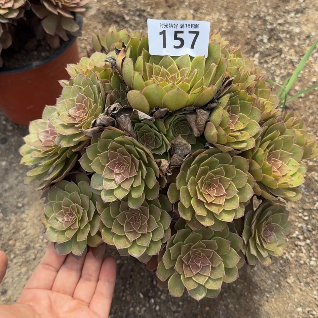 157红魔。 多肉植物