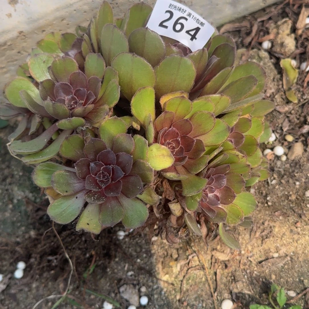 洁264万圣节变异 多肉植物