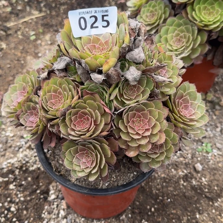 025红魔。多肉植物