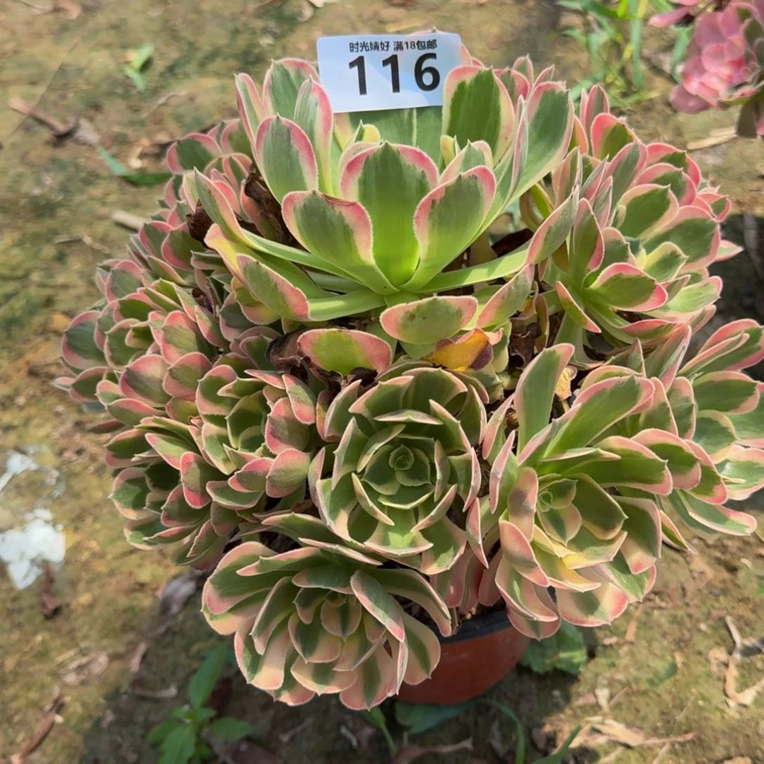 116妖月。多肉植物