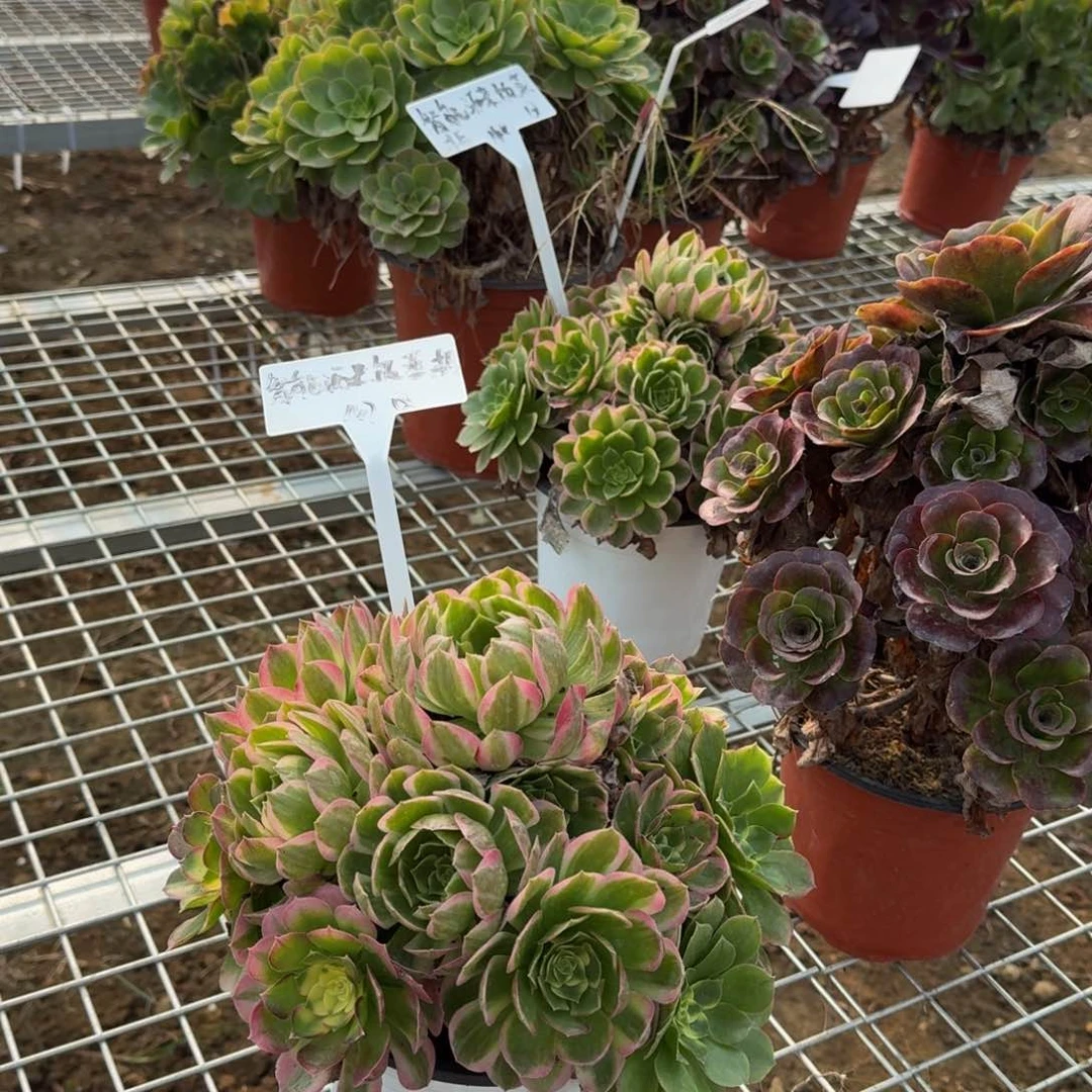 智****柜呈渝 多肉植物