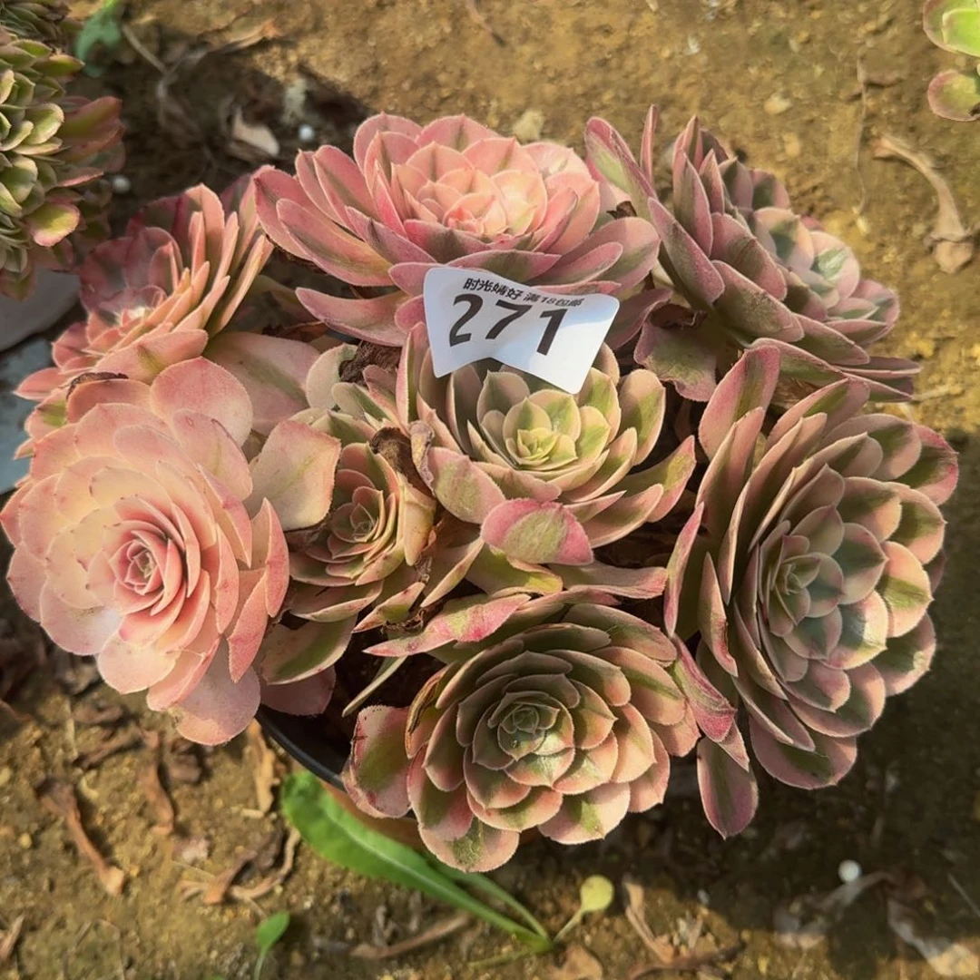 271荔枝。多肉植物