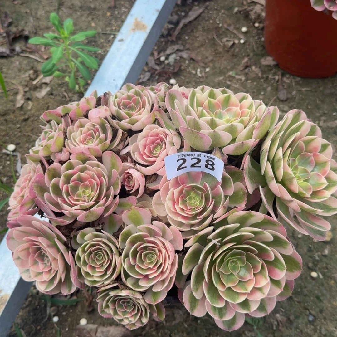 228荔枝 多肉植物
