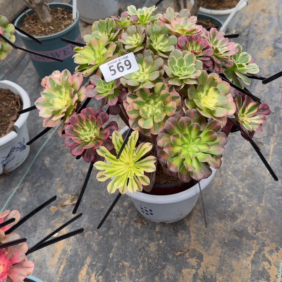 肉****)569嫁接。多肉植物