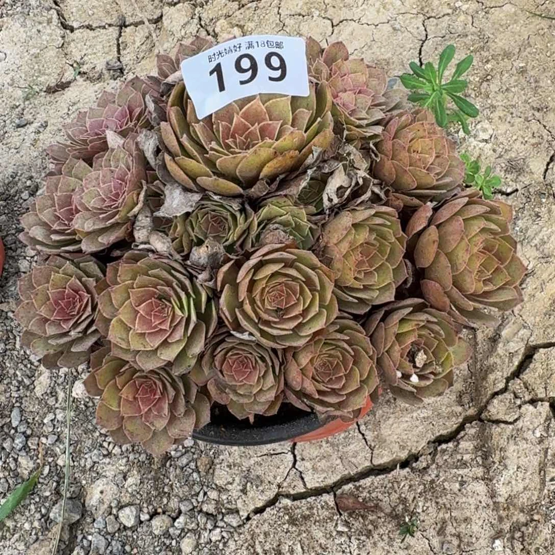 张*姐199红魔 多肉植物