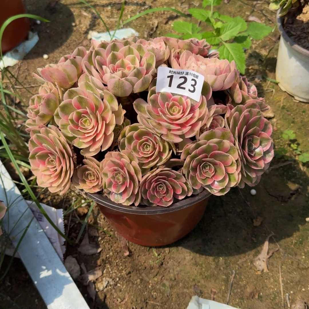 拽*123荔枝。多肉植物