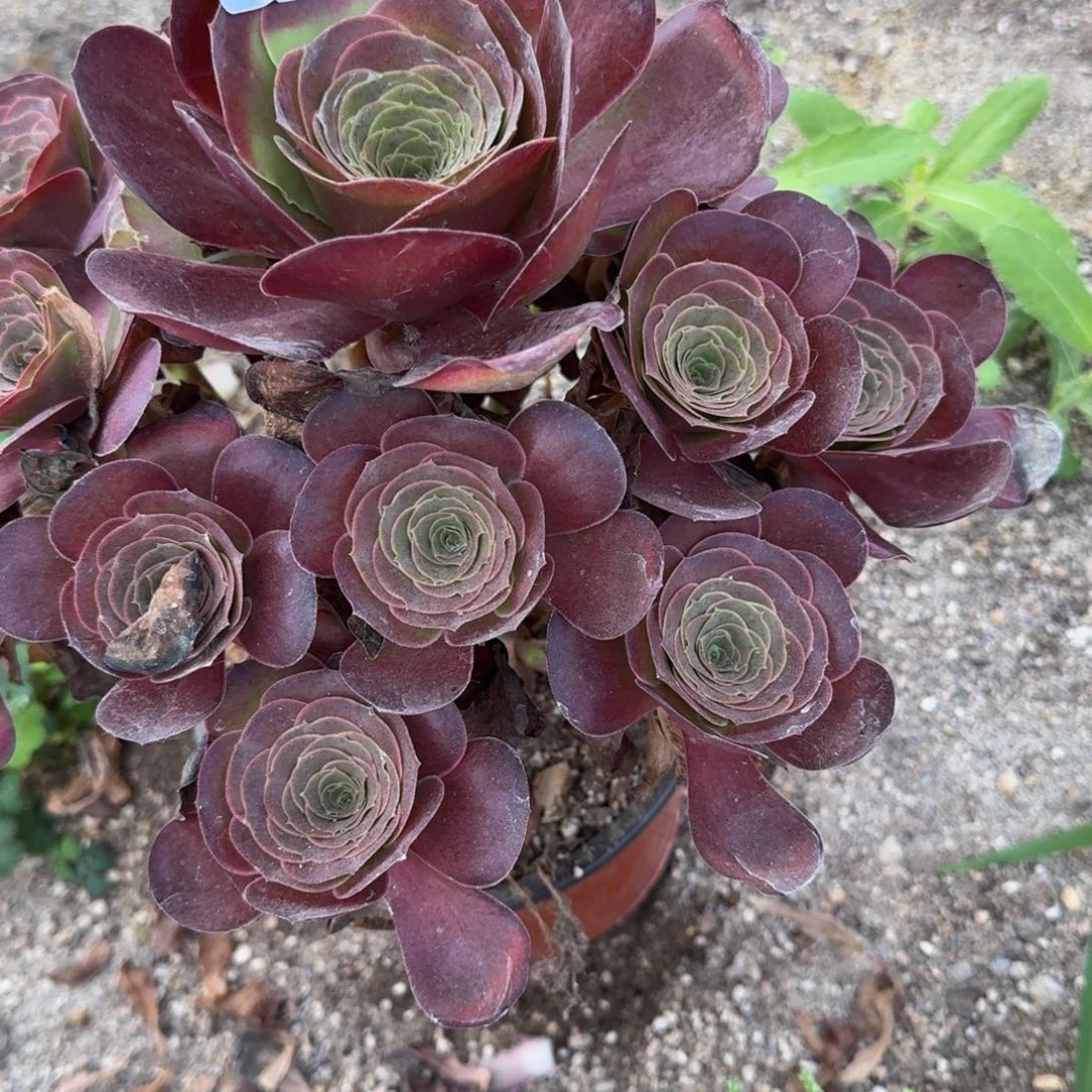 135魅金。多肉植物