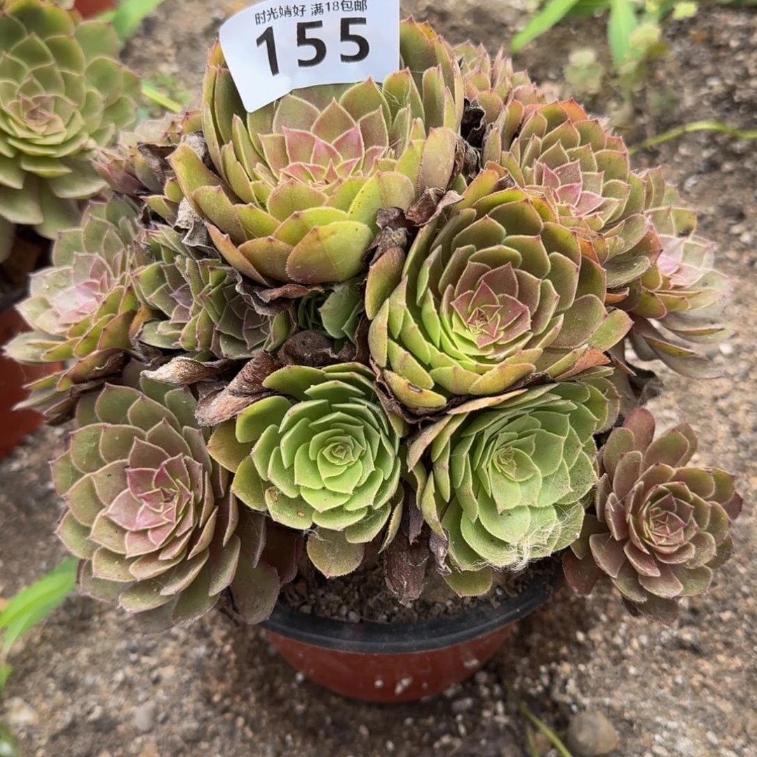 155红魔。多肉植物