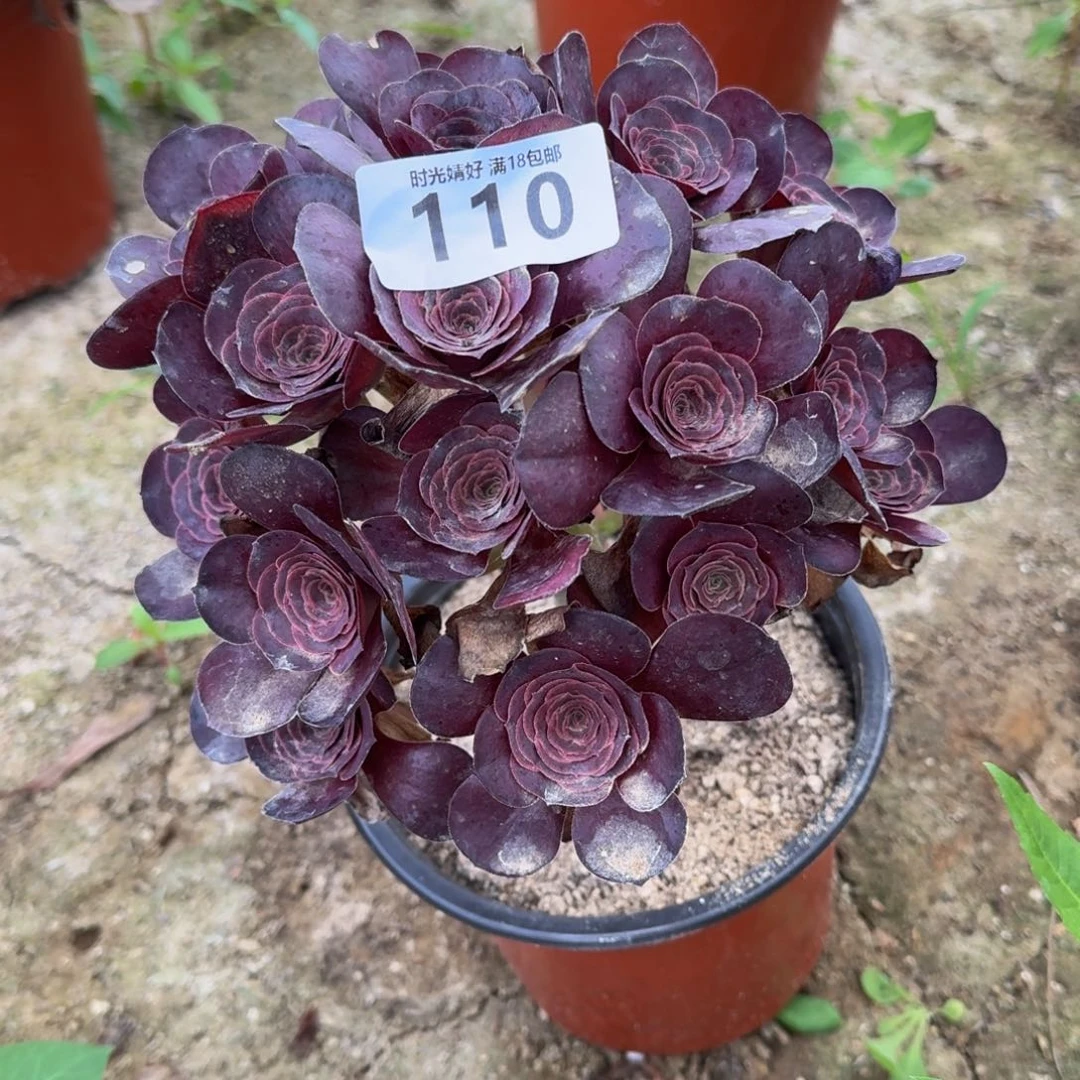 110魅金。多肉植物