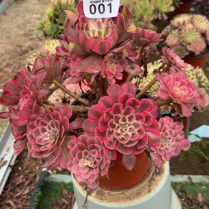 001铜白。多肉植物