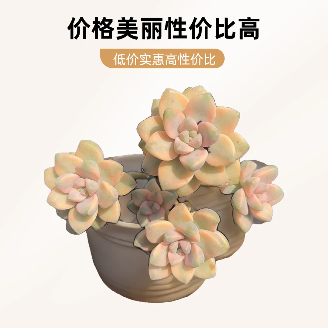 小美杏锦2颗脱土小谢多肉多肉植物庭院空气耐旱上盆种植固定