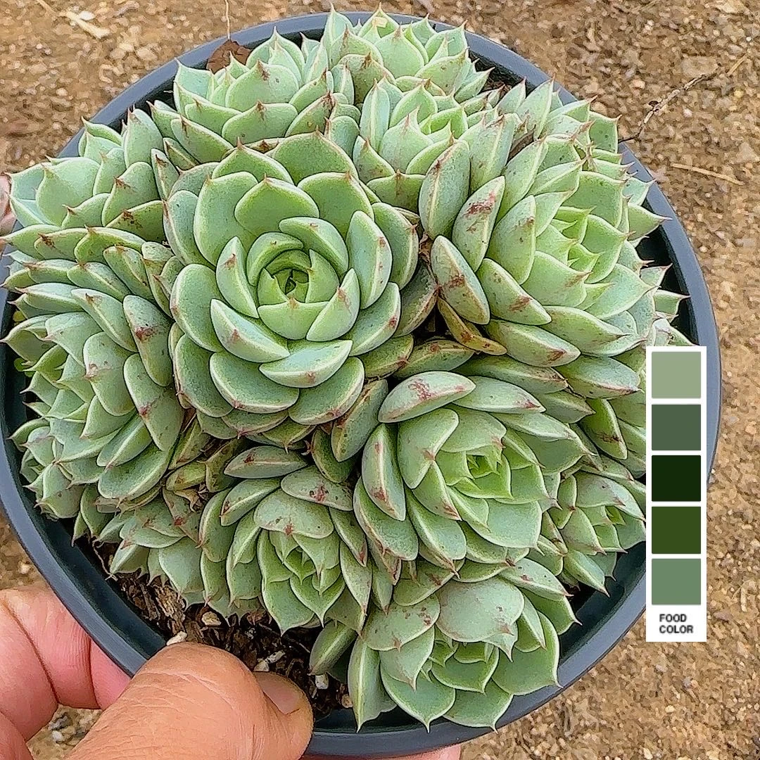 群生笨巴  小谢多肉邮  以直播展示为准