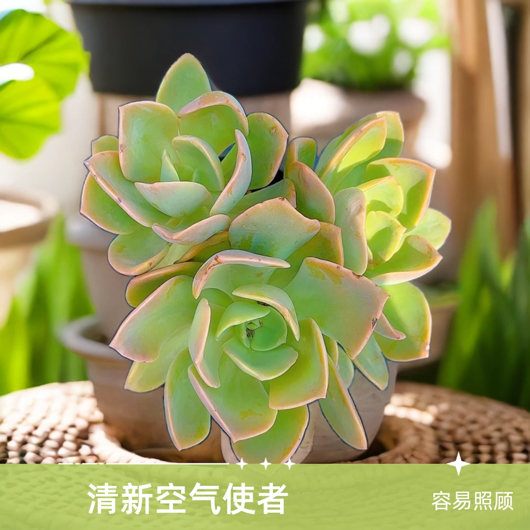 双头鹤氏脱土 小谢多肉一单包邮多肉植物庭院空气耐旱上盆种植