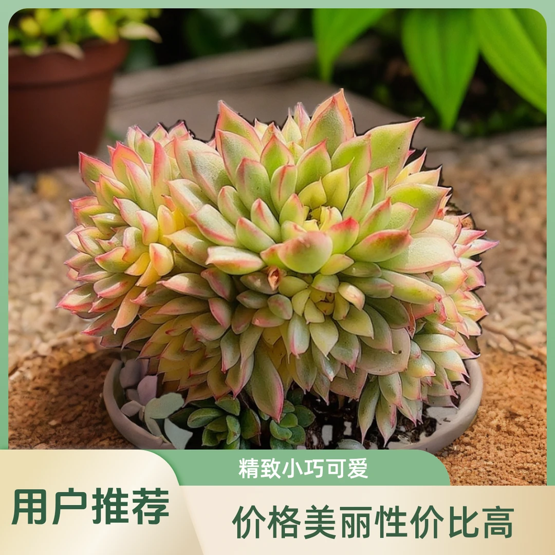 女雏景 小谢多肉一单包邮多肉植物庭院空气耐旱上盆种植固定散光