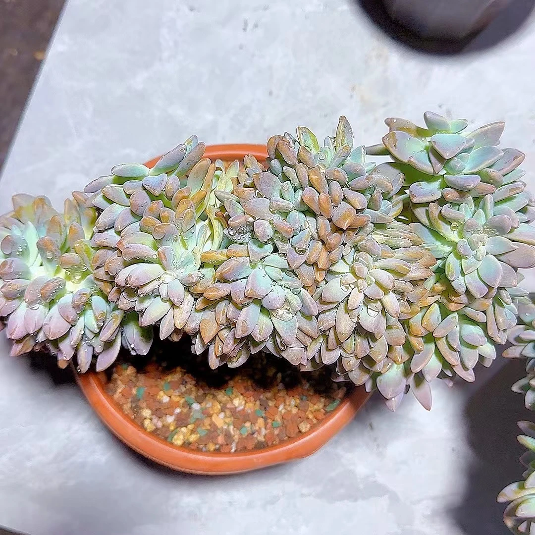淡雪缀化  小谢多肉植物庭院空气耐旱上盆种植固定