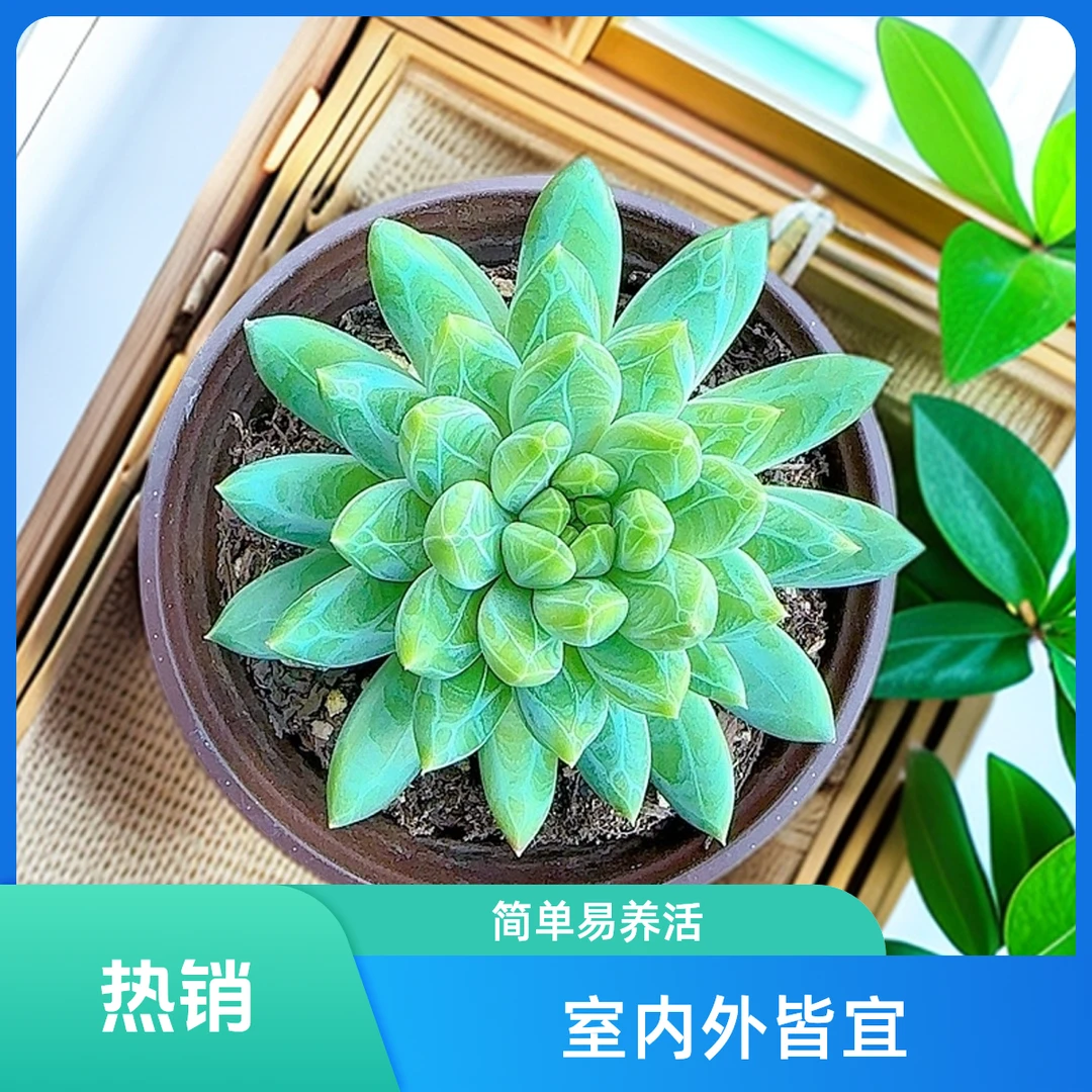 陨石脱土  小谢多肉一单包邮多肉植物庭院空气耐旱上盆种植固定