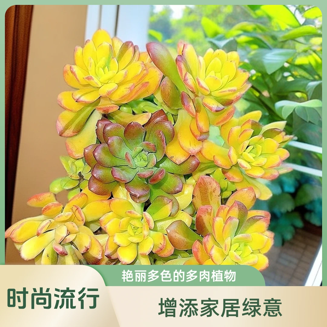 叮铛锦   小谢多肉植物庭院空气耐旱上盆种植固定