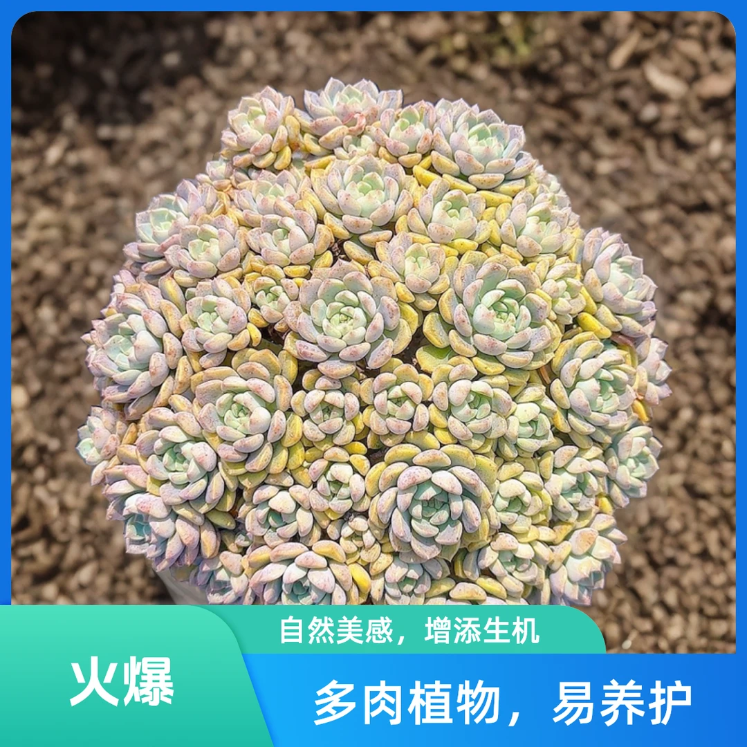 大粉布偶脱土小谢多肉多肉植物庭院空气耐旱上盆种植固定