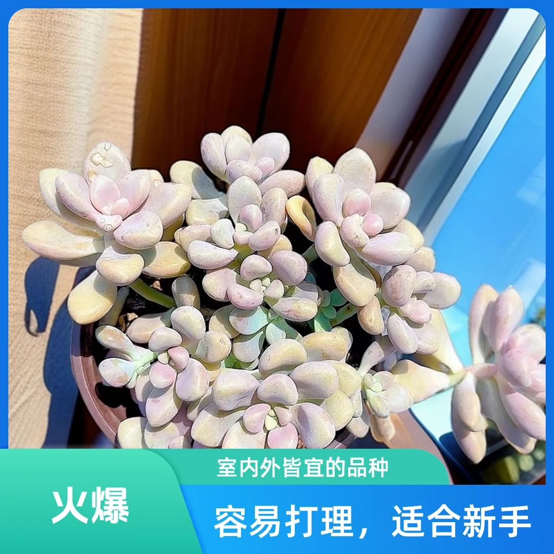 艾伦3颗脱土 小谢多肉一单包邮多肉植物庭院空气耐旱上盆种植固定