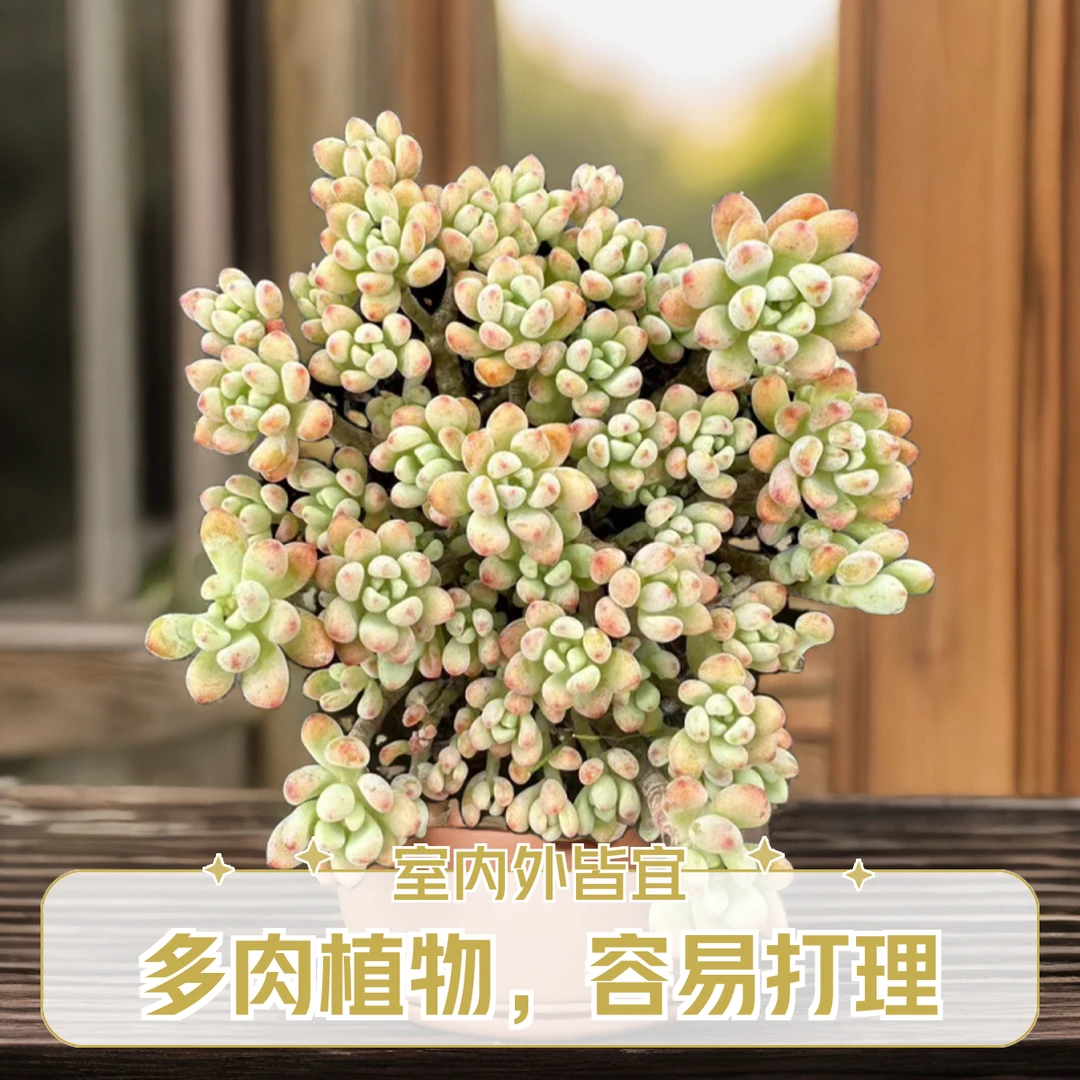 绿豆小精灵  小谢多肉一单包邮多肉植物庭院空气耐旱上盆种植固定
