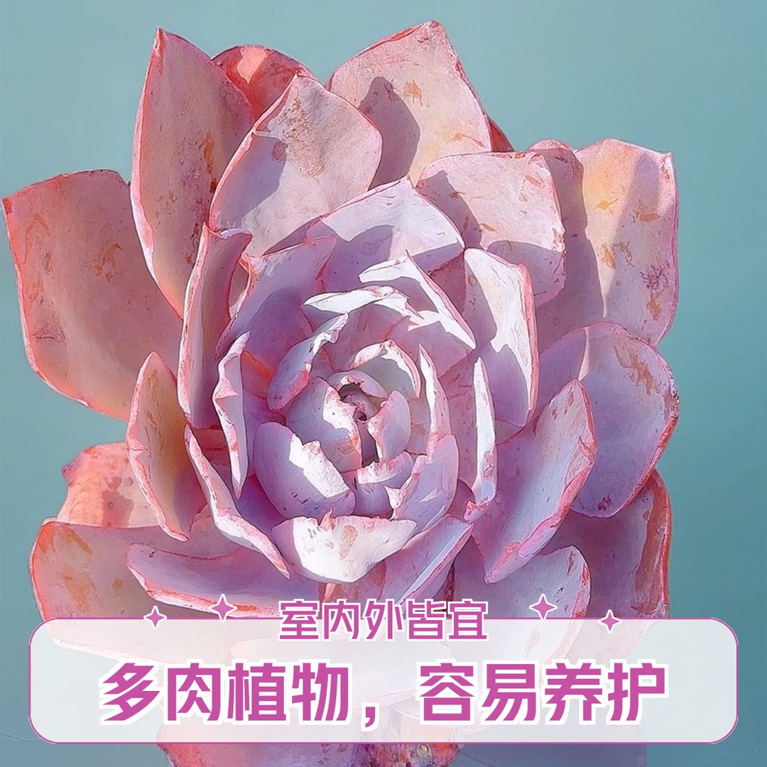 小晚霞  小谢多肉一单包邮多肉植物庭院空气耐旱上盆种植固定散光