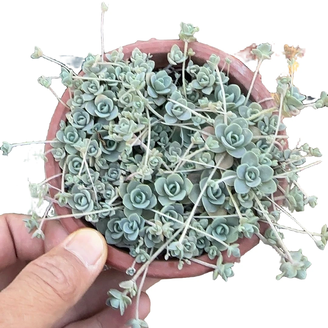 子持年华  小谢多肉阳台室内易养多肉