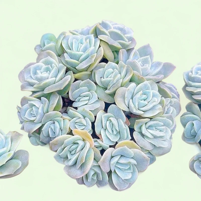 多头可爱玫瑰小谢多肉多肉植物庭院空气耐旱上盆种植