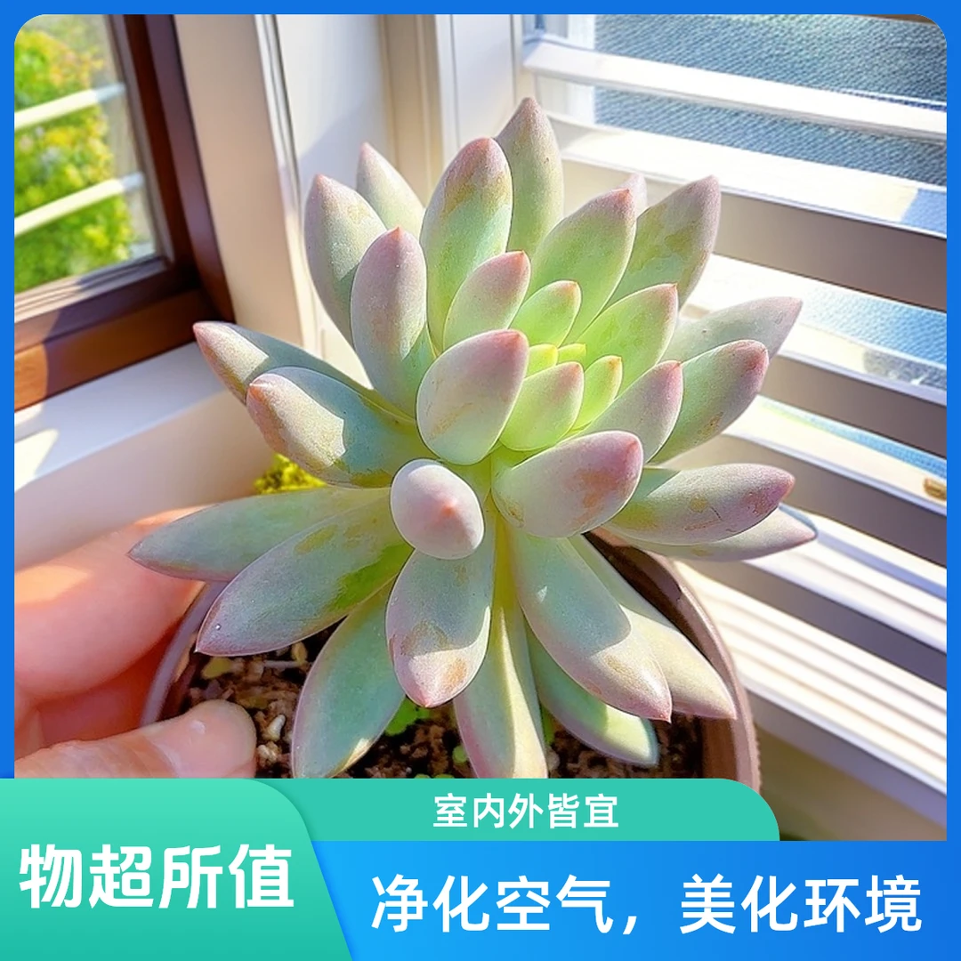 红蜻蜓  小谢多肉一单包邮多肉植物庭院空气耐旱上盆种植固定