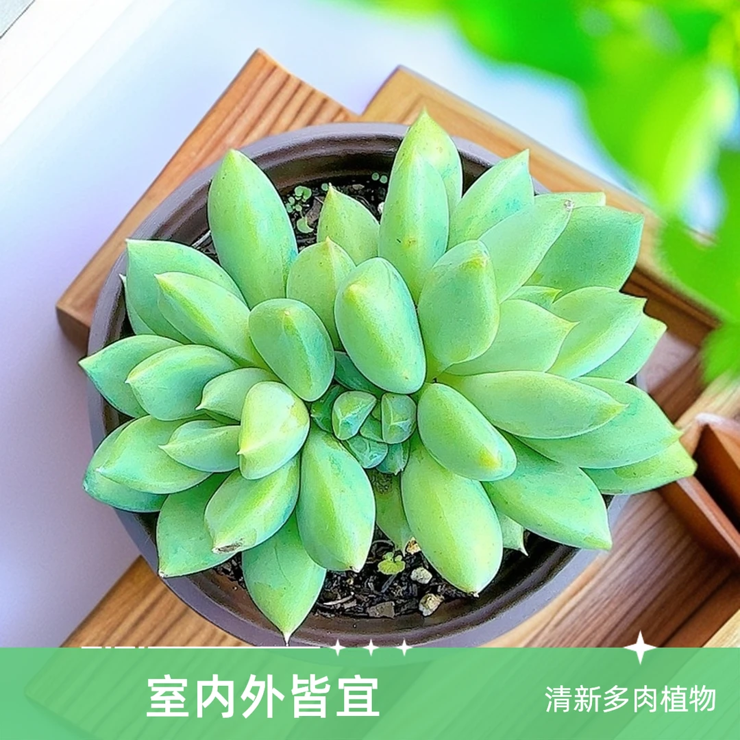 象牙  小谢多肉一单包邮多肉植物庭院空气耐旱上盆种植固定