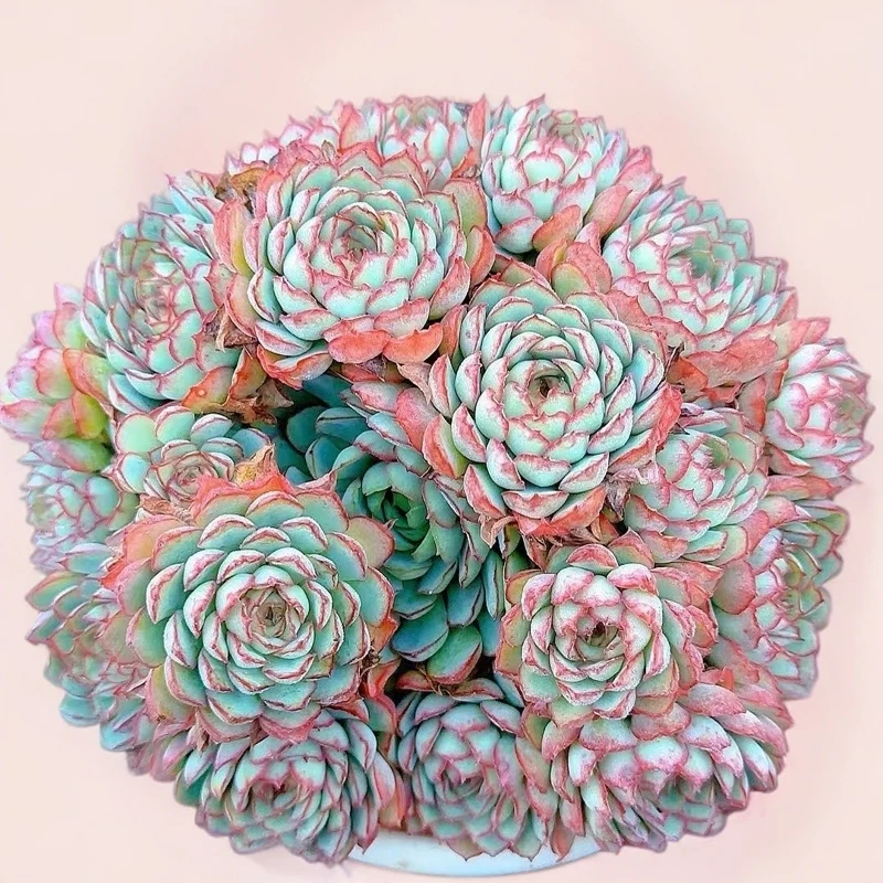 大盆梦幻玫瑰   小谢多肉一单包邮上盆多肉植物庭院空气耐旱种植