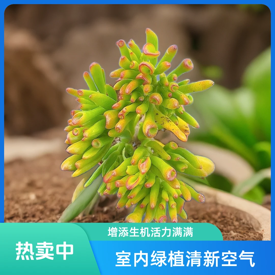 吸财树 小谢多肉一单包邮多肉植物庭院空气耐旱上盆种植固定散光