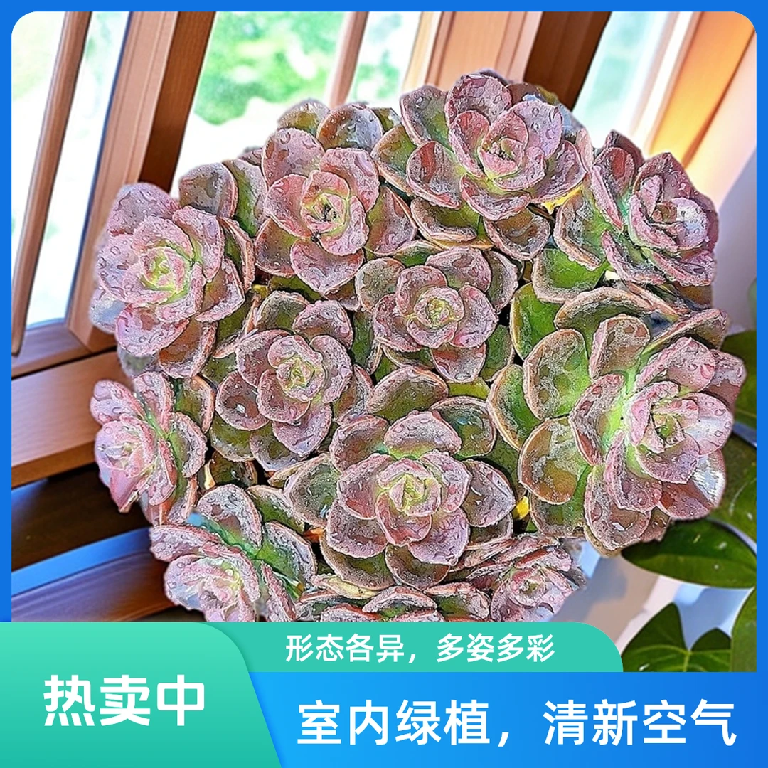 大盆巧克力带盆带土  小谢多肉植物庭院空气耐旱上盆